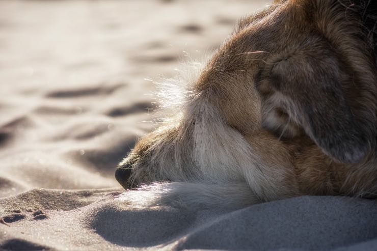 Cane abbandono legge